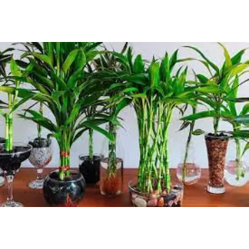 Natural Bamboo Plant